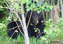 Ursus americanus